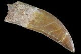 Serrated, Carcharodontosaurus Tooth - Knife Like #85872-1